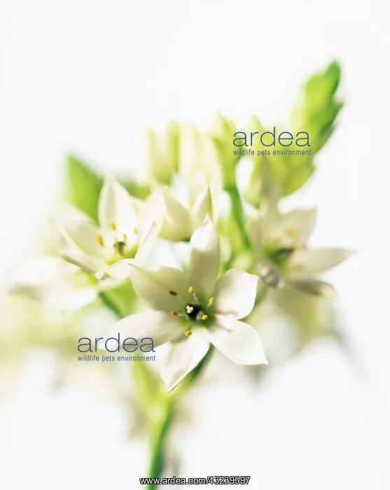 : Star-of-Bethlehem : Star-of-Bethlehem