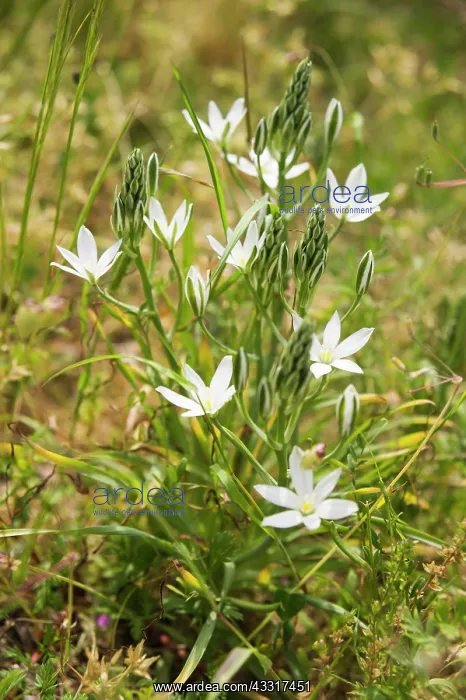 : Star-of-Bethlehem, Ornithogalum umbellatum, flowers : Star-of-Bethlehem, Ornithogalum umbellatum, flowers