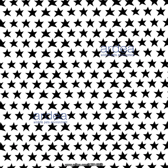 : Star Pattern : Star Pattern