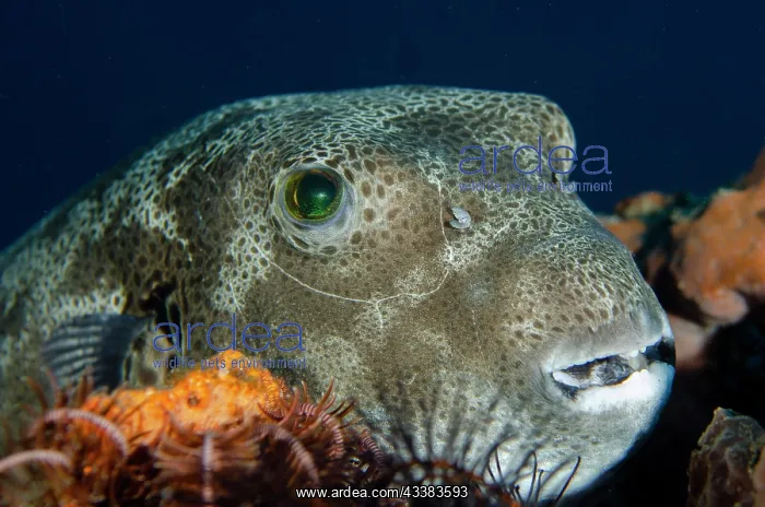 : Star Puffer : Star Puffer