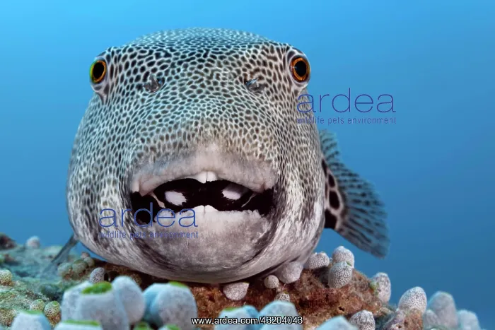 : Star puffer (Arothron stellatus) from the front : Star puffer (Arothron stellatus) from the front