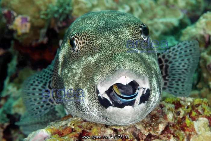 : Star puffer (Arothron stellatus) and cleaner wrasse : Star puffer (Arothron stellatus) and cleaner wrasse