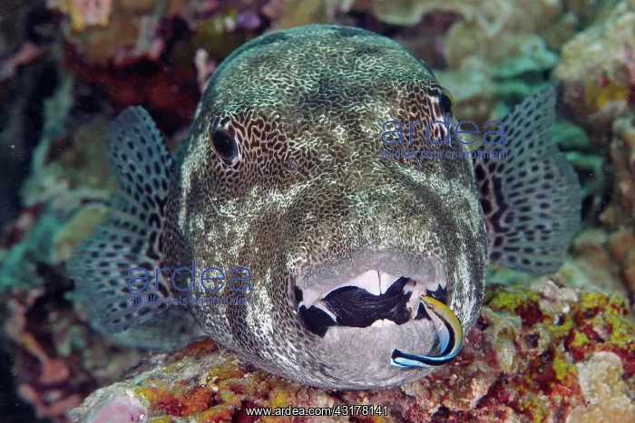 : Star puffer (Arothron stellatus) and cleaner wrasse : Star puffer (Arothron stellatus) and cleaner wrasse