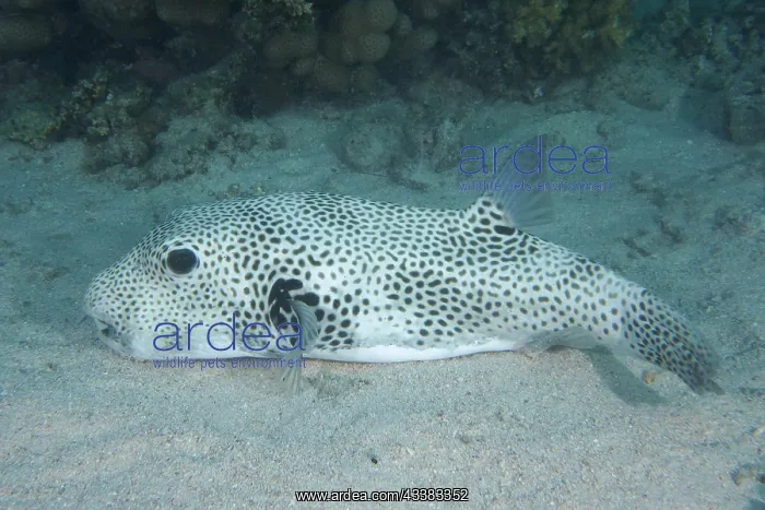 : Star puffer (Arothron stellatus). Dive site House : Star puffer (Arothron stellatus). Dive site House