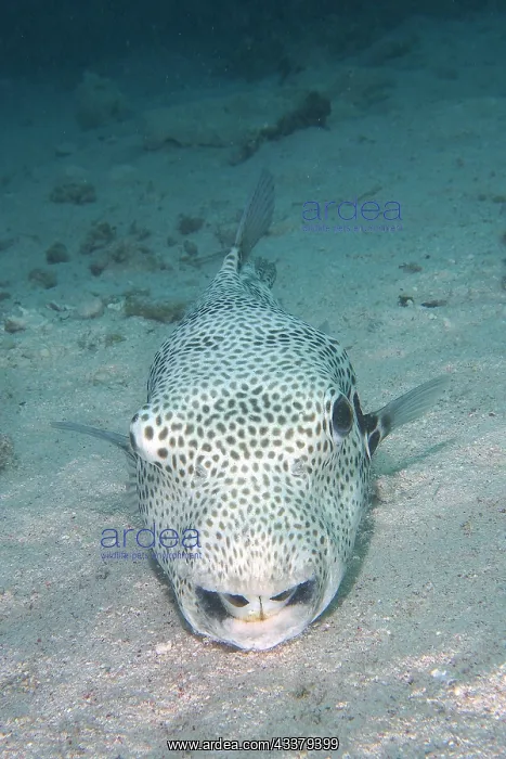 : Star puffer (Arothron stellatus), House Reef Dive : Star puffer (Arothron stellatus), House Reef Dive