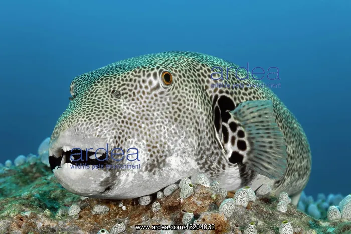 : Star puffer (Arothron stellatus), located on coral : Star puffer (Arothron stellatus), located on coral