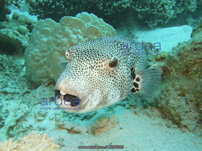 : Star puffer (Arothron stellatus), Red Sea, Egypt : Star puffer (Arothron stellatus), Red Sea, Egypt