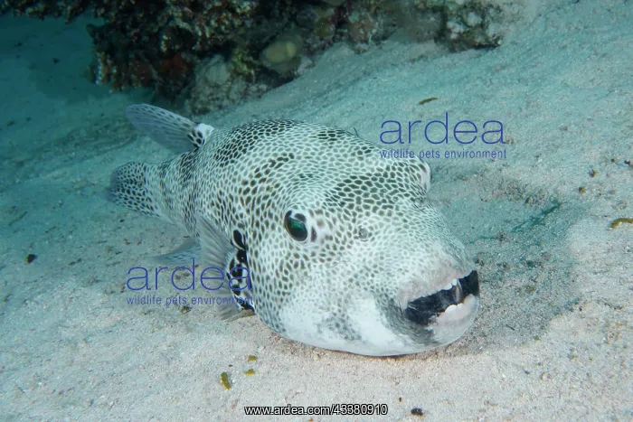 : A star puffer (Arothron stellatus) resting in the : A star puffer (Arothron stellatus) resting in the