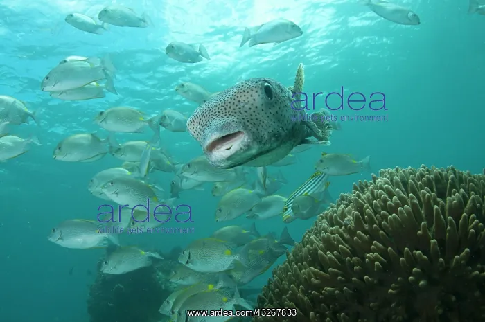  : Star Puffer - around coral and school of Rabbitfish