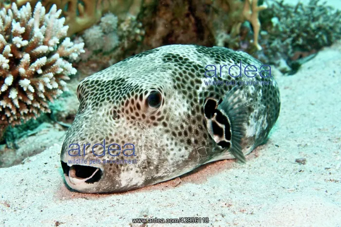 : Star Puffer Fish : Star Puffer Fish