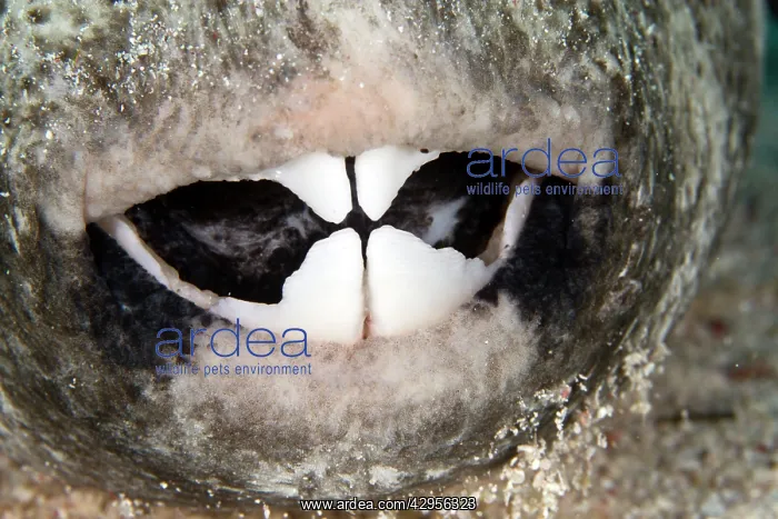  : Star Puffer Fish - teeth
