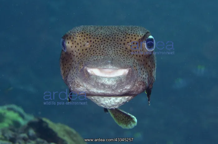 : Star Puffer - Gili Tepekong dive site, Candidasa : Star Puffer - Gili Tepekong dive site, Candidasa