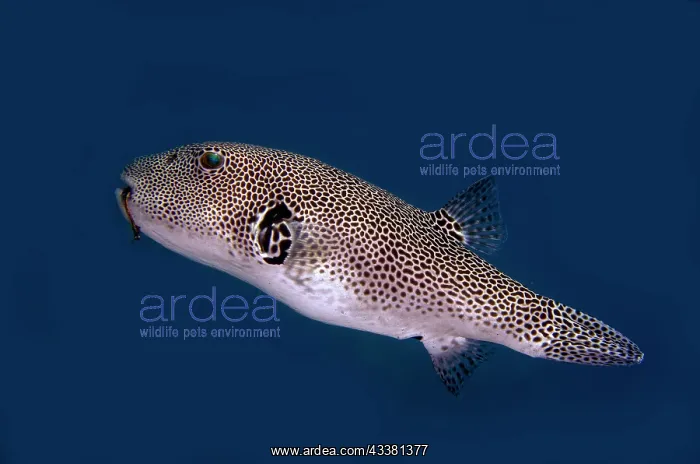 : Star Puffer - with hook in mouth - Batu Ringgit : Star Puffer - with hook in mouth - Batu Ringgit