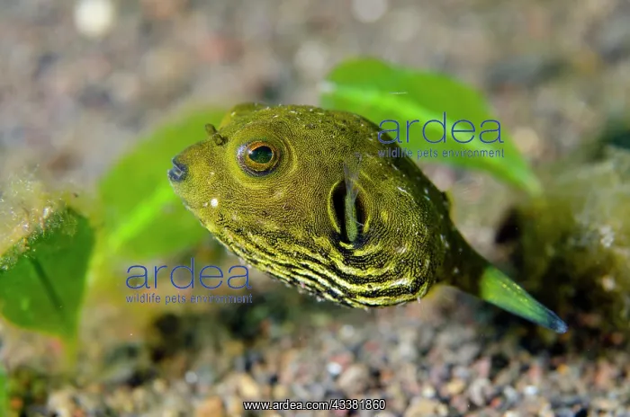  : Star Puffer juvenile - Bulakan Dive Site, Tulamben