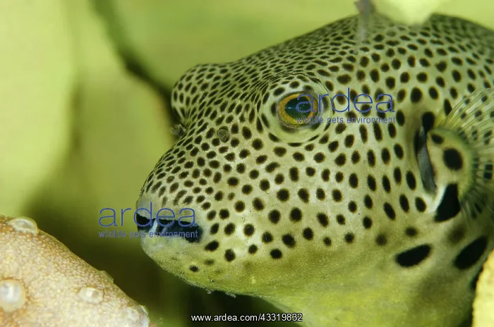 : Star Puffer - Sub-adult inside yellow Elephant Ear : Star Puffer - Sub-adult inside yellow Elephant Ear