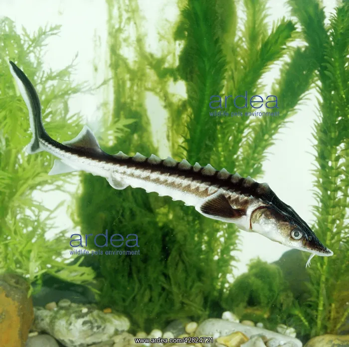: STAR STURGEON : STAR STURGEON