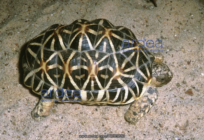 : Star Tortoise : Star Tortoise