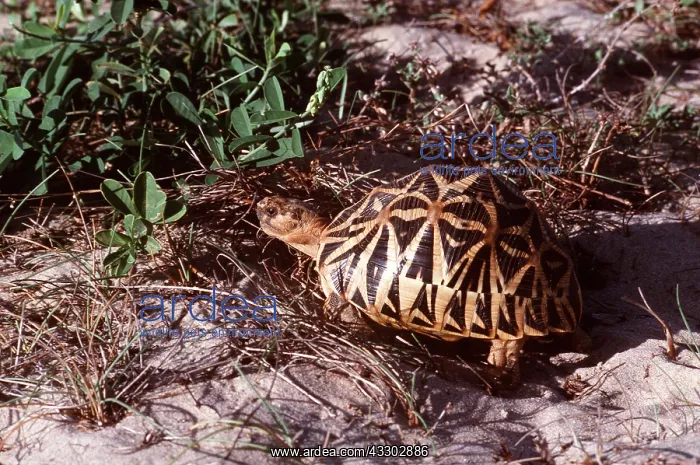  : Star Tortoise