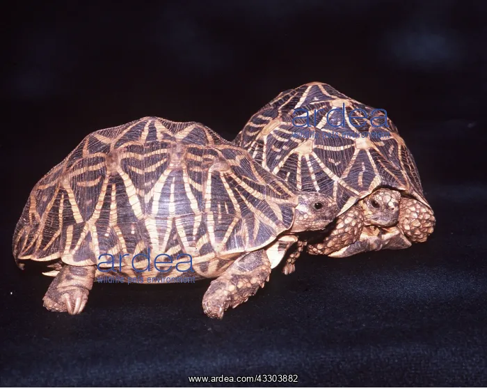 : STAR TORTOISE - PAIR : STAR TORTOISE - PAIR