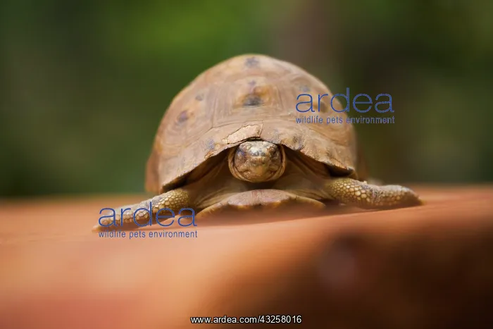 : Star tortoise, Perinet Reserve, Toamasina : Star tortoise, Perinet Reserve, Toamasina