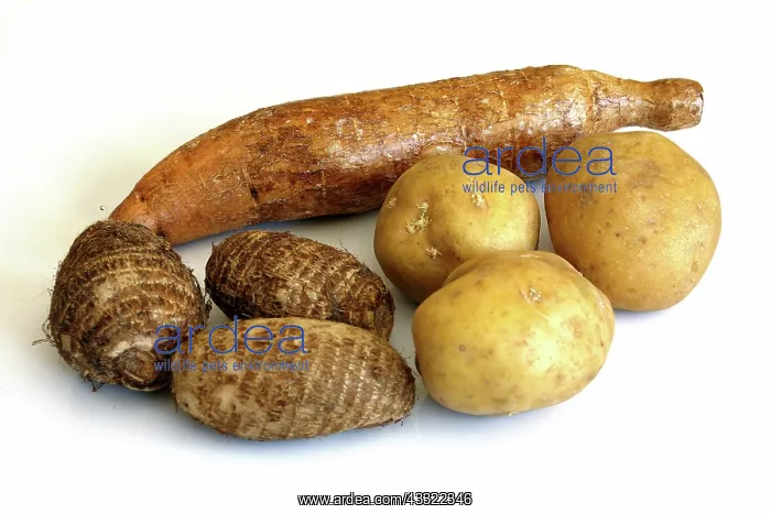 : Starchy Tubers : Starchy Tubers