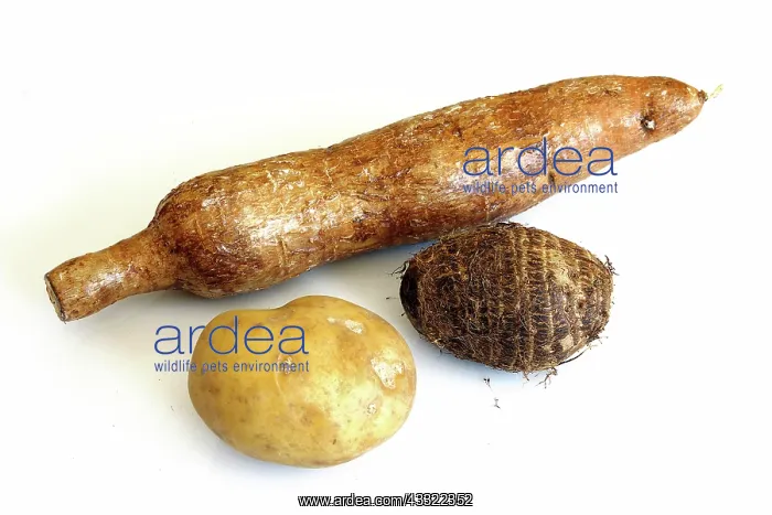 : Starchy Tubers : Starchy Tubers