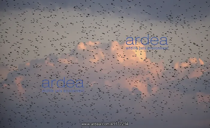 : Stare, (Sturnus vulgaris), fliegen bei Sonnenaufgang auf dem DarB : Stare, (Sturnus vulgaris), fliegen bei Sonnenaufgang auf dem DarB