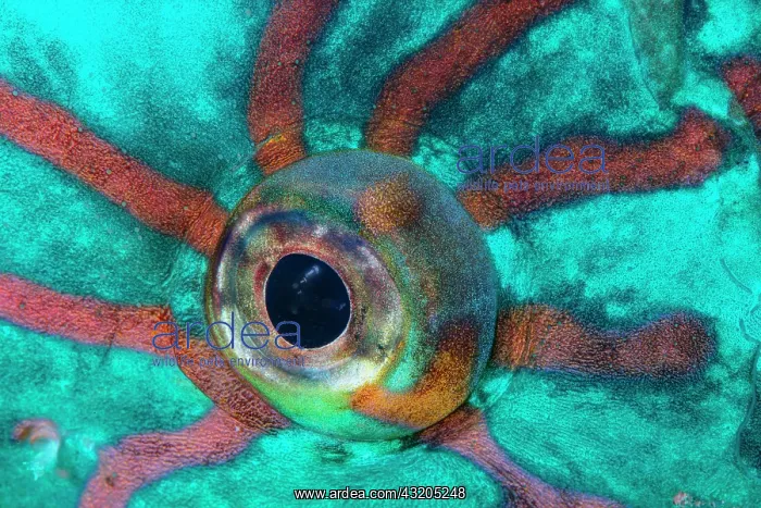 : Stareyed Parrotfish (Calotomus carolinus) eye, Tahiti : Stareyed Parrotfish (Calotomus carolinus) eye, Tahiti