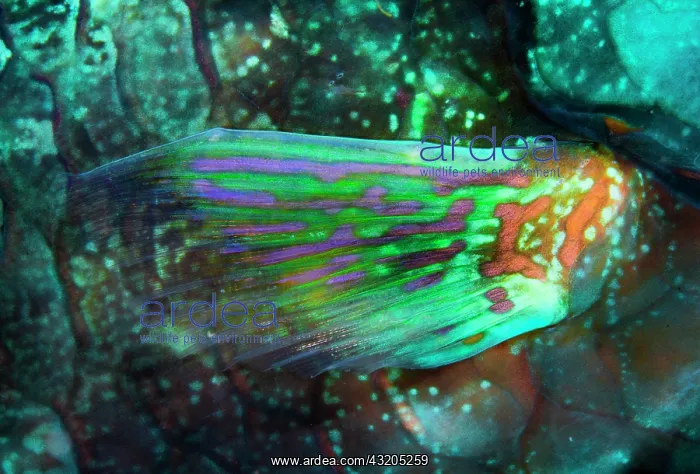 : Stareyed Parrotfish (Calotomus carolinus) fin, Tahiti : Stareyed Parrotfish (Calotomus carolinus) fin, Tahiti
