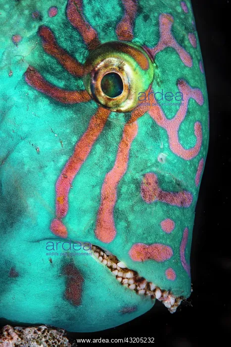 : Stareyed Parrotfish (Calotomus carolinus) portrait : Stareyed Parrotfish (Calotomus carolinus) portrait