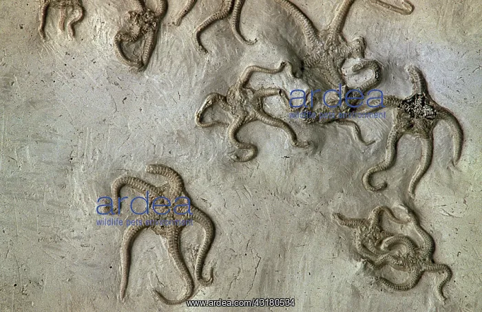 : Starfish (Ophiura texturata) of the Lower Pliocene from Parma, Italy. slab 7 inches wide : Starfish (Ophiura texturata) of the Lower Pliocene from Parma, Italy. slab 7 inches wide