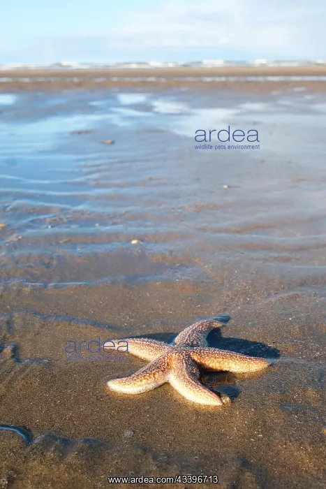 : Starfish (Asteroidea) on the beach, blurred background : Starfish (Asteroidea) on the beach, blurred background