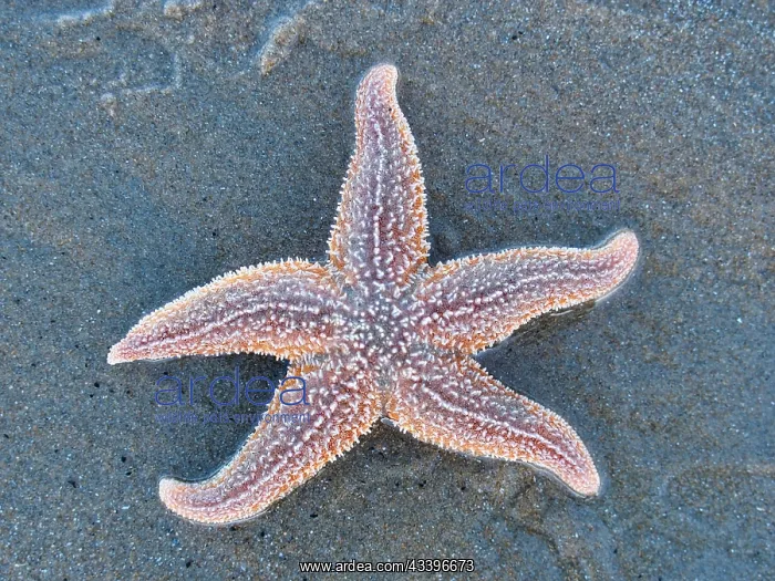  : Starfish (Asteroidea) on the beach, North Sea, Zandvoort