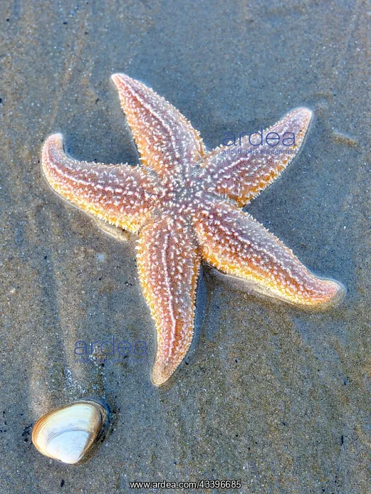 : Starfish (Asteroidea) on the beach, North Sea, Zandvoort : Starfish (Asteroidea) on the beach, North Sea, Zandvoort