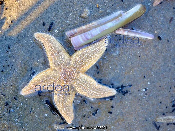 : Starfish (Asteroidea) on the beach, North Sea, Zandvoort : Starfish (Asteroidea) on the beach, North Sea, Zandvoort