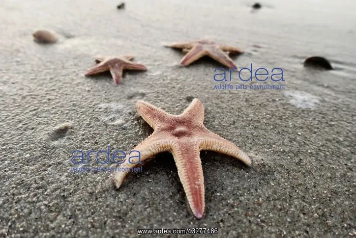 : Starfish (Asteroidea) in the sand on the beach : Starfish (Asteroidea) in the sand on the beach