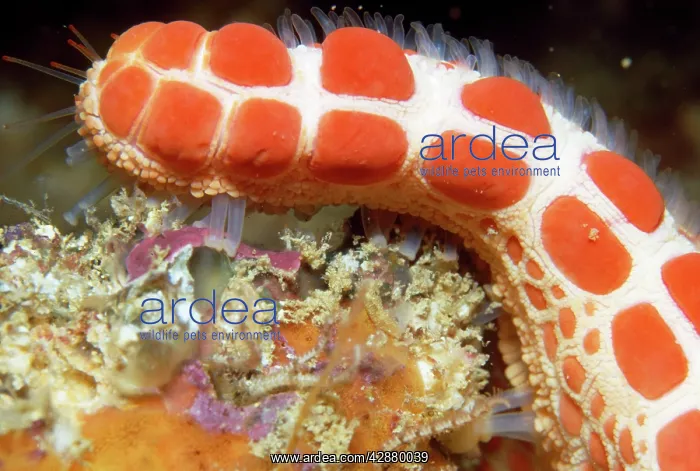 : Starfish - close-up of arm with papulae : Starfish - close-up of arm with papulae