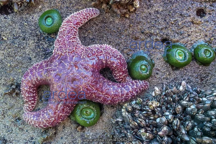 : Starfish (Echinodermata spec.) in a tidal pool at : Starfish (Echinodermata spec.) in a tidal pool at