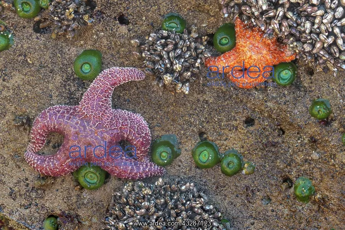 : Starfish (Echinodermata spec.) in a tidal pool at : Starfish (Echinodermata spec.) in a tidal pool at