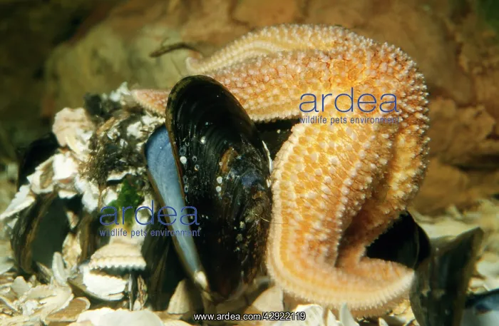 : STARFISH - feeding on mussels (Mytilus) : STARFISH - feeding on mussels (Mytilus)