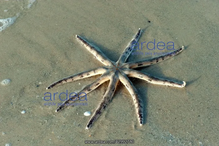 : Starfish at low tide : Starfish at low tide