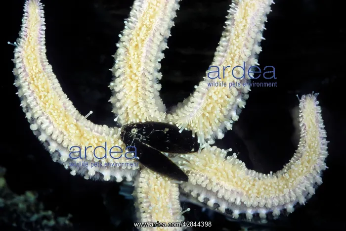 : Starfish - with mussel as prey : Starfish - with mussel as prey