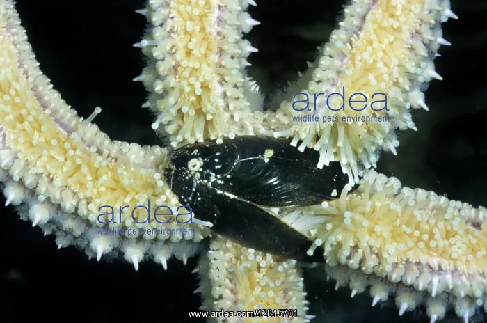 : Starfish - with mussel as prey : Starfish - with mussel as prey