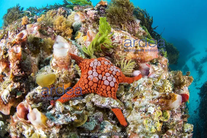: Starfish (Nectria pedicelligera), Kangaroo island : Starfish (Nectria pedicelligera), Kangaroo island