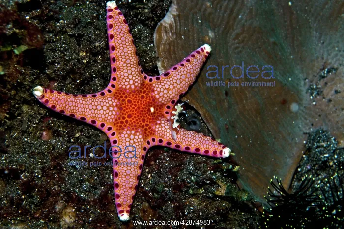 : Starfish with Nudibranch (Chromodorididae-reliable : Starfish with Nudibranch (Chromodorididae-reliable