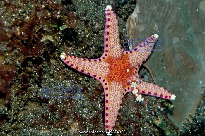 : Starfish and Nudibranch (Chromodoris fidelis) : Starfish and Nudibranch (Chromodoris fidelis)