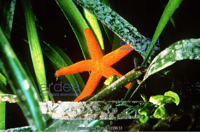 : STARFISH - AND POSEDONIA : STARFISH - AND POSEDONIA
