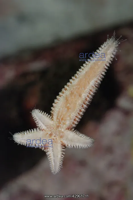  : Starfish regenerating whole body and four arms