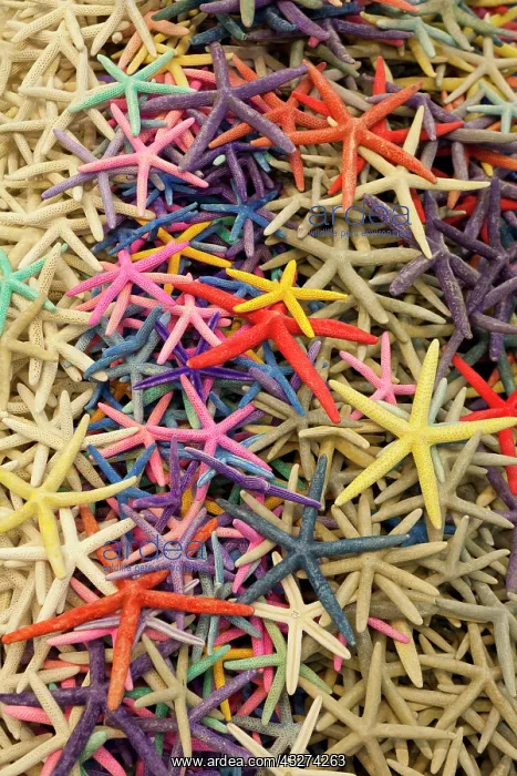 : Starfish, Shell Shop, Key West, Florida / starfish : Starfish, Shell Shop, Key West, Florida / starfish
