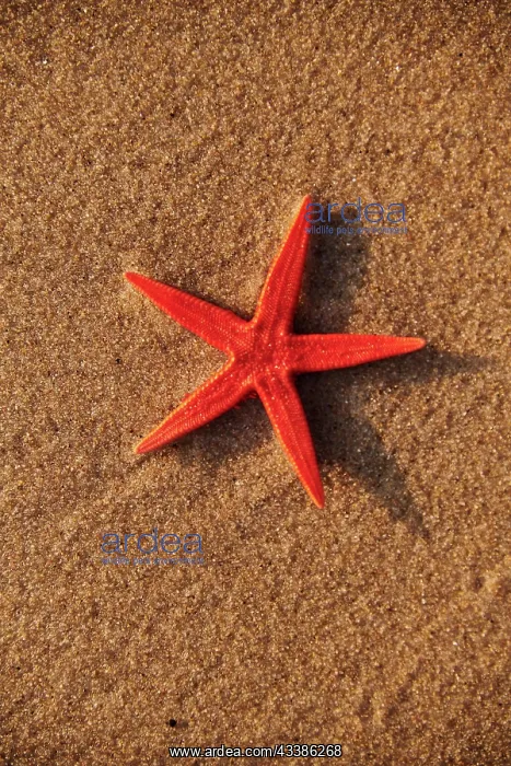 : Starfish shell on sunrise sunset beach : Starfish shell on sunrise sunset beach